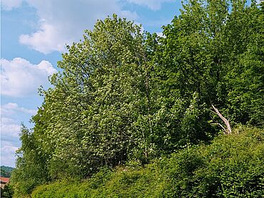 I26-16-007: 
		76855 Annweiler am Trifels